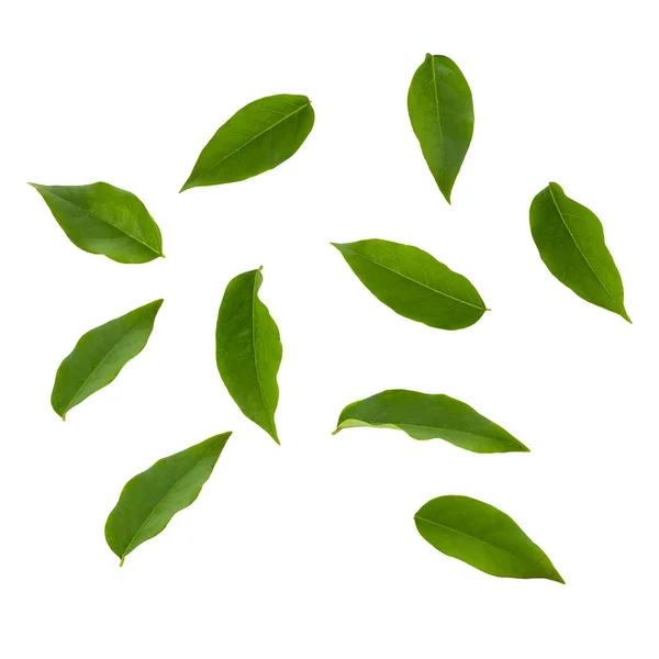 Fresh Green Leaves Isolated White Background Stock Image
