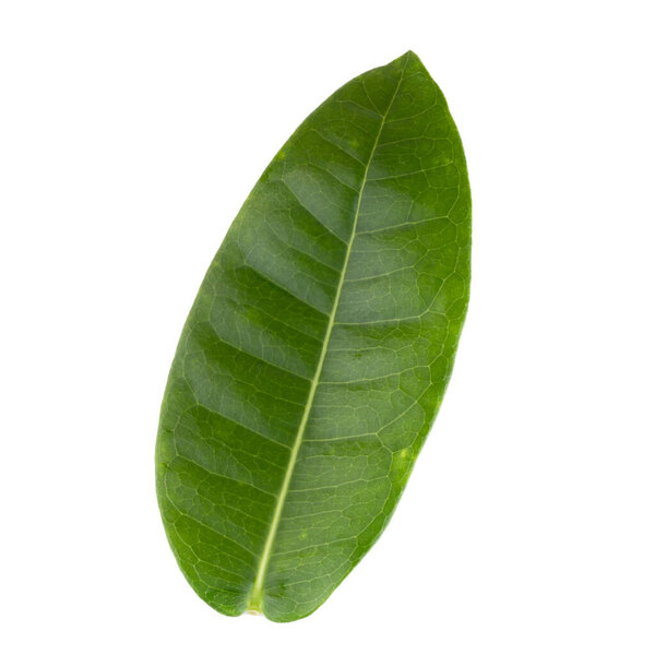 Green leaf isolated on a white background.