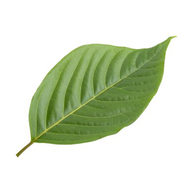 Beyaz arkaplanda yeşil yapraklar izole.