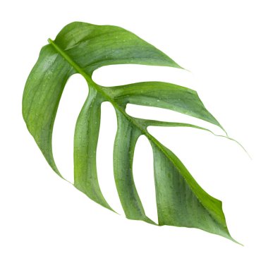 Epipremnum Pinnatum Cebu Blue 'nun taze yaprağına yakın plan beyaz arka planda izole edilmiş.