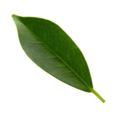 Küçük Yeşil Yapraklar beyaz arkaplanda izole.