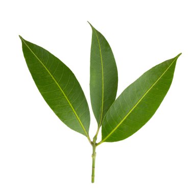 Beyaz zemin üzerinde taze yeşil yapraklar izole