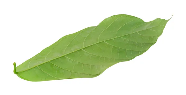 Frische Grüne Blätter Isoliert Auf Transparentem Hintergrund — Stockfoto