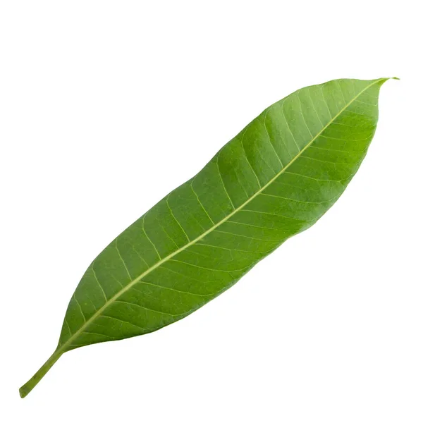 Зеленый Лист Манго Изолирован Белом Фоне — стоковое фото