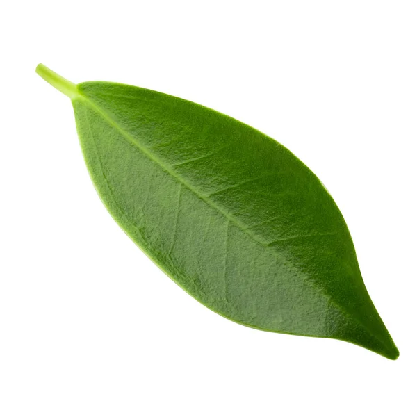 Μικρά Πράσινα Φύλλα Απομονωμένα Λευκό Φόντο — Φωτογραφία Αρχείου