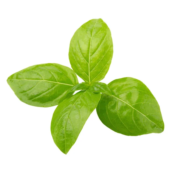 Close Fresh Green Basil Herb Leaves Isolated White Background — Stock Photo, Image