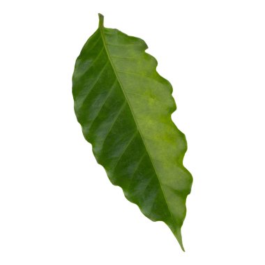 Taze yeşil Arabika Kahve Yaprağı beyaz arka planda izole edildi