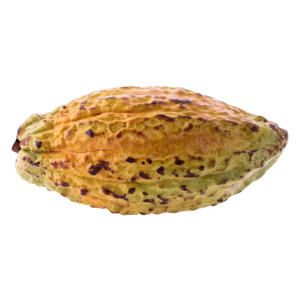 ココアフルーツ 生のカカオ豆 ココアポッド 白地に分離された新鮮なココアフルーツ — ストック写真
