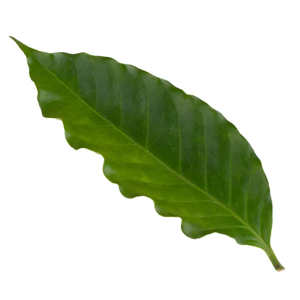 Fresco Verde Arabica Coffee Leaf Isolato Uno Sfondo Bianco — Foto Stock