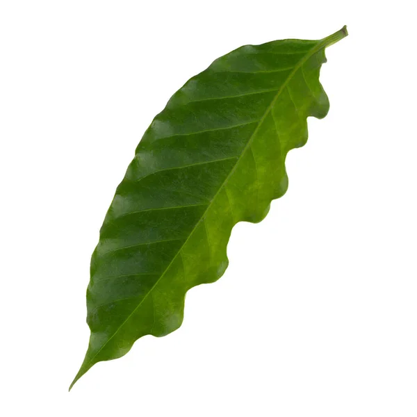 Fresh Green Arabica Coffee Leaf Isolated White Background — Stock Photo, Image