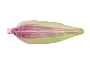 Beyaz arka planda izole edilmiş taze mor mısır.