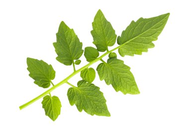 Beyaz arkaplanda domates yaprakları izole.