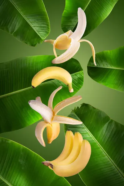 Yellow Banana fruit and Green Banana leaves isolated on a Green background