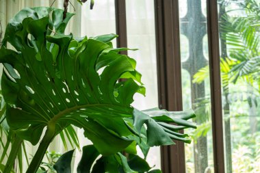 Philodendron Canavarı. Canavar yeşili yapraklar ya da Monstera Deliciosa koyu tonlar. Bahçe dekorasyonu için uygun.