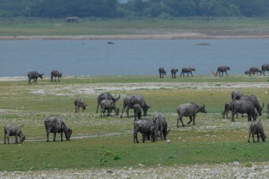 Su bufaloları sürüsü kurak mevsimde göl kenarında kısa yeşil çimenler otlatırlar.