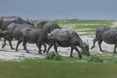 Su bufaloları sürüsü kurak mevsimde göl kenarında kısa yeşil çimenler otlatırlar.