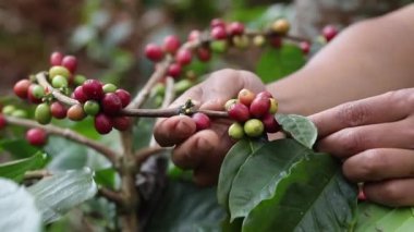 El çiftçisi kahve çekirdeği topluyor tarımsal alanda, kahve çiftçisi olgun kiraz çekirdeklerini topluyor, kırmızı böğürtlenleri kapıyor..