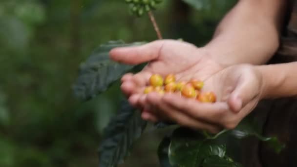 Mano Contadino Raccogliendo Chicco Caffè Nel Processo Caffè Agricoltura Sfondo — Video Stock