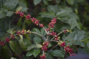 Kahve çekirdeği olgunlaştırma, taze kahve, kırmızı böğürtlen dalı, Tayland 'da ağaçta tarım..