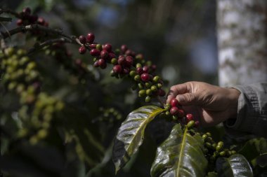 Kahve çekirdeği toplayan çiftçi, tarımsal alanda kahve tohumu toplayan çiftçi, olgun kiraz çekirdekleri toplayan kahve çekirdeği toplayan çiftçi, kırmızı böğürtlenlere yakın olan kahve çekirdeği..