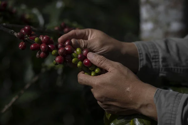 Farmer picking coffee bean in coffee process agriculture background, Coffee farmer picking ripe cherry beans, Close up of red berries coffee beans.