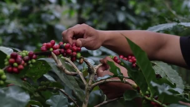 Χέρι Αγρότης Μαζεύοντας Κόκκους Καφέ Στη Διαδικασία Του Καφέ Γεωργικό — Αρχείο Βίντεο
