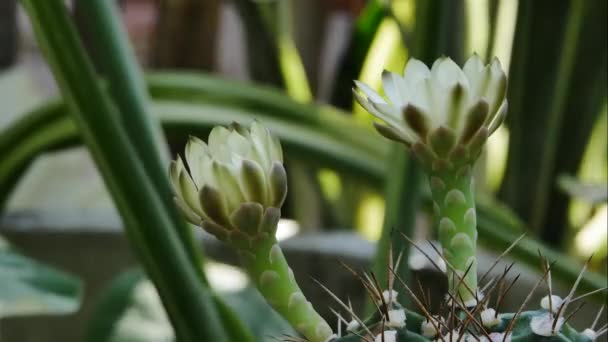 Time Lapse Pink Cactus Flowers Blooming Garden — Stock Video