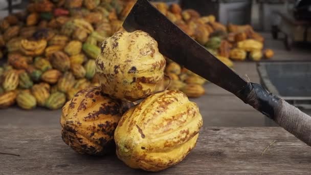 Couteau Pour Couper Les Coquilles Gousse Cacao Avant Fermenter Les — Video
