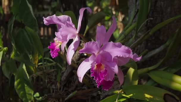 Рожева Орхідея Рожеві Квітучі Цимбідійські Орхідеї Красиві Рожеві Квіти Орхідей — стокове відео