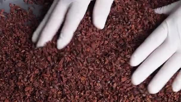 Facas Cacau Controle Qualidade Dos Grãos Cacau Processo Fabricação Chocolate — Vídeo de Stock