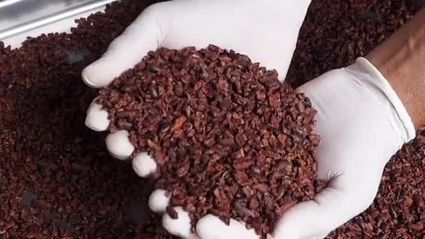 Plumas Cacao Control Calidad Las Plumas Cacao Proceso Fabricación Chocolate — Vídeo de stock