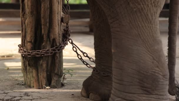 Αλυσοδεμένοι Ελέφαντες Ασιάτες Ελέφαντες Στο Λαμπάνγκ Στο Thai Elephant Conservation — Αρχείο Βίντεο
