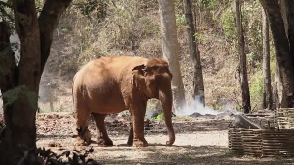 Asia Elephant Thailand Asia Elephants Lampang Thai Elephant Conservation Center — Stockvideo