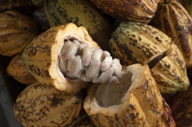 Kakao ağacındaki kakao kabuğu, çiftlikteki kakao ağacının altındaki taze sarı kakao kabuğu.