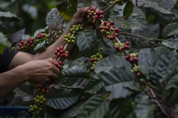Farmer picking coffee bean in coffee process agriculture background, Coffee farmer picking ripe cherry beans, Close up of red berries coffee beans.