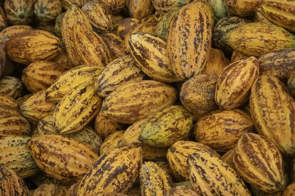 Fresh cocoa pod cut exposing cocoa seeds, with a cocoa plant, Raw Cocoa beans, Organic ripe yellow cocoa pod on a farm