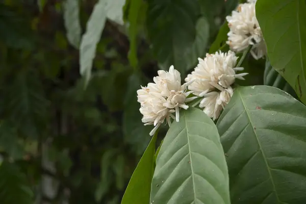 The beauty of white coffee flowers on a tree in a blossoming garden, in the colorful, natural setting