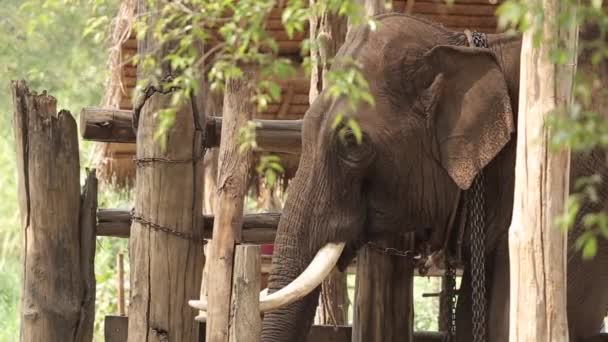 Ασία Ελέφαντας Στην Ταϊλάνδη Ασία Ελέφαντες Στο Lampang Στο Thai — Αρχείο Βίντεο