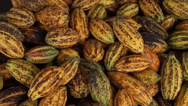 Verse Cacaopod Die Cacaozaden Blootlegt Met Een Cacaoplant Rauwe Cacaobonen — Stockvideo