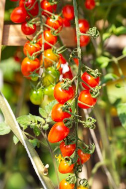 Organik çiftlikte yetişen olgun kırmızı domates bitkisi. Taze organik sebzeler. Sağlıklı beslenme