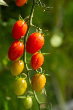 Organik çiftlikte yetişen olgun kırmızı domates bitkisi. Taze organik sebzeler. Sağlıklı beslenme