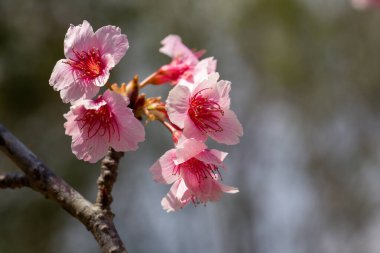 Pembe Erik çiçeğinin baharda açtığı yere. seçici odak.