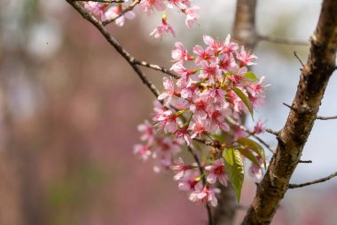 Vahşi Himalaya kiraz çiçeğinin pembe ağacı ya da Chiang Mai Tayland 'da Thai sakura çiçeği ağacı..