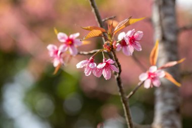 Vahşi Himalaya kiraz çiçeğinin pembe ağacı ya da Chiang Mai Tayland 'da Thai sakura çiçeği ağacı..