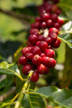 Kahve bitkisinin dalında vişneli kahve çekirdekleri.