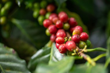 Kahve bitkisinin dalında vişneli kahve çekirdekleri.