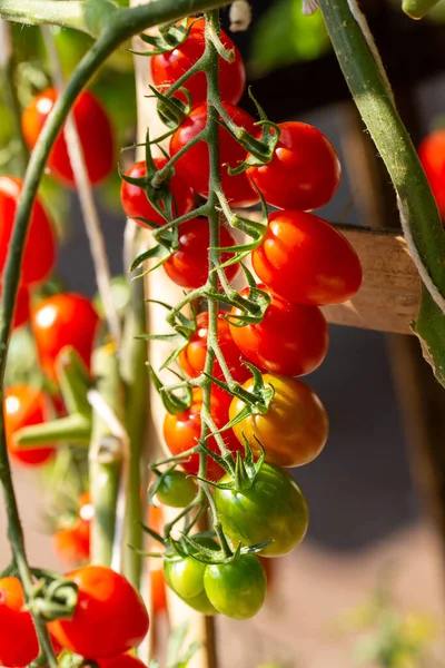 Organik çiftlikte yetişen olgun kırmızı domates bitkisi. Taze organik sebzeler. Sağlıklı beslenme