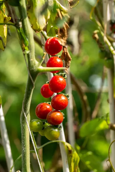Organik çiftlikte yetişen olgun kırmızı domates bitkisi. Taze organik sebzeler. Sağlıklı beslenme