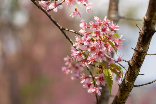 Vahşi Himalaya kiraz çiçeğinin pembe ağacı ya da Chiang Mai Tayland 'da Thai sakura çiçeği ağacı..