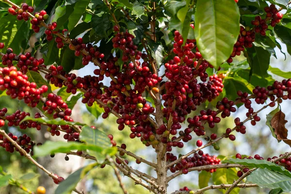 Cseresznye Kávébab Kávénövény Ágán Stock Kép